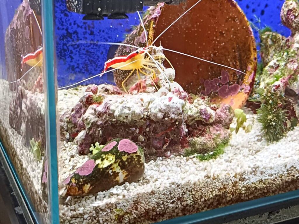 泳ぐスカンクシュリンプ | アクアロリアン&ネコーン
